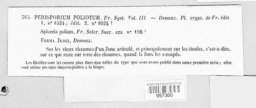 Perisporium poliotum image